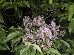 Vitex parviflora