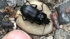 Abax ovalis