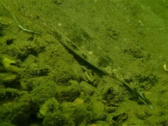 Platycephalus westraliae