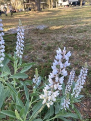 Lupinus diffusus