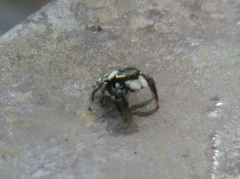 Carrhotus sannio