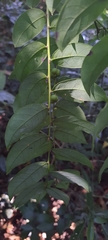 Phyllanthus anamalayanus