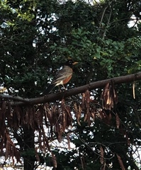 Turdus migratorius