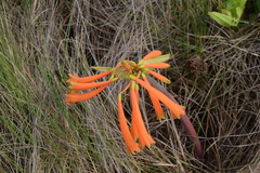 Cyrtanthus tuckii