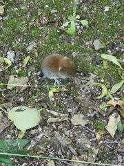 Clethrionomys glareolus