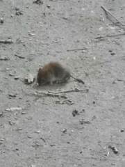 Clethrionomys glareolus