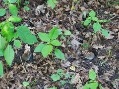 Clethrionomys glareolus