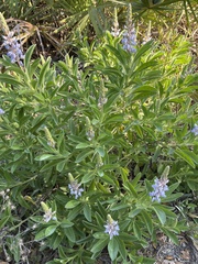 Lupinus diffusus