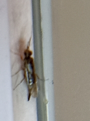 Xyeloidea