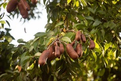 Hymenaea courbaril