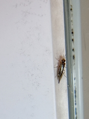 Xyeloidea