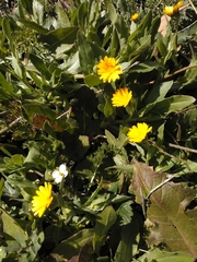 Calendula arvensis