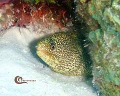 Gymnothorax miliaris