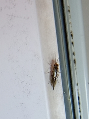 Xyeloidea