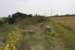 Senecio polyanthemoides