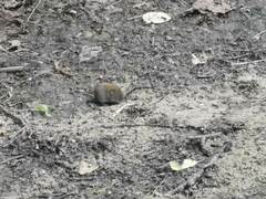 Clethrionomys glareolus