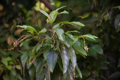 Citharexylum spinosum