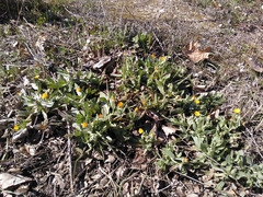 Calendula arvensis