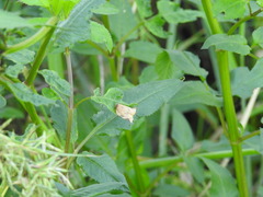 Adoxophyes privatana