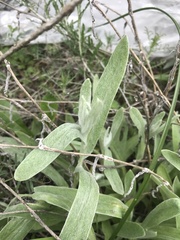 Anacamptis papilionacea