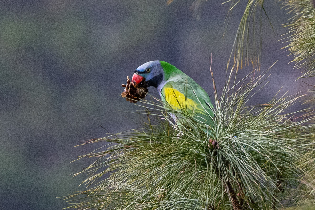Lord Derby's Parakeet