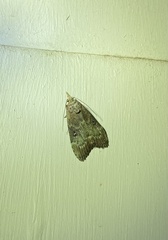 Heteromicta tripartitella