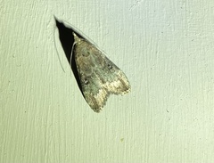 Heteromicta tripartitella