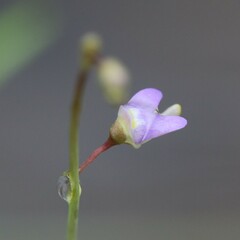 Utricularia limosa