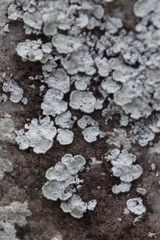 Lepraria normandinoides