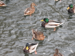 Anas platyrhynchos