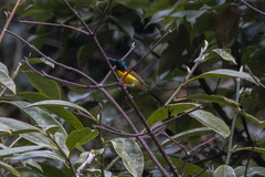 Aethopyga nipalensis