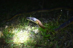 Leiopython albertisii