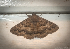 Eudesmeola lawsoni