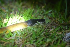 Leiopython albertisii