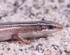 Plestiodon egregius similis