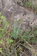 Cyrtanthus obliquus