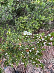 Baeckea latifolia