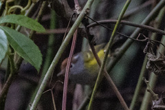 Phylloscopus castaniceps