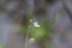 Utricularia limosa