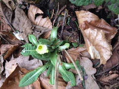 Primula elatior