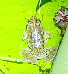 Fejervarya limnocharis