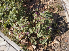 Malva sylvestris