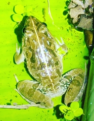 Fejervarya limnocharis