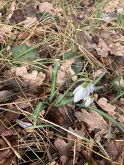 Galanthus