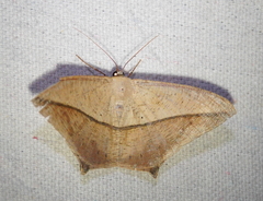 Prochoerodes tetragonata