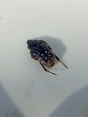 Oxythyrea funesta