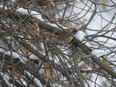 Passer montanus