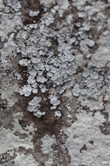 Lepraria normandinoides