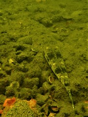 Platycephalus westraliae