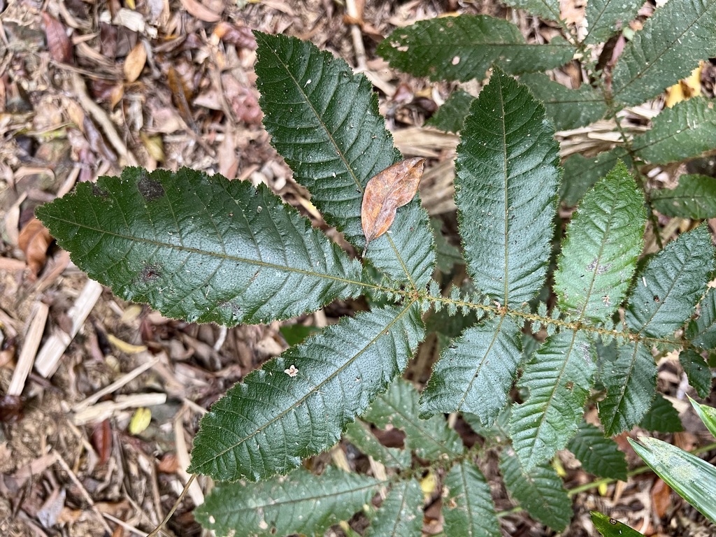Davidsonia pruriens - council-listed tree